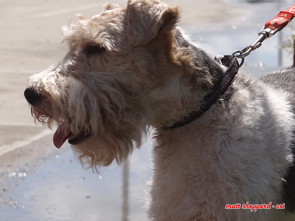 Prairie Paws Dog Wash - More Pixs by Matt at Facebook. Like & Share